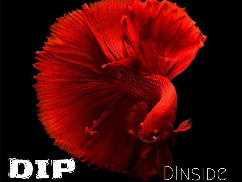 DIP Web (Single)