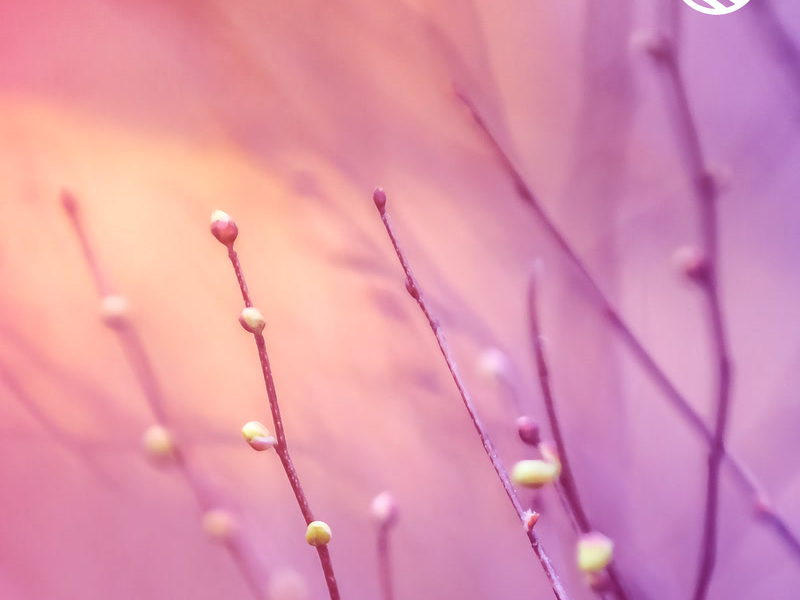 Tranquil Moments (Sound Bath) (Single)