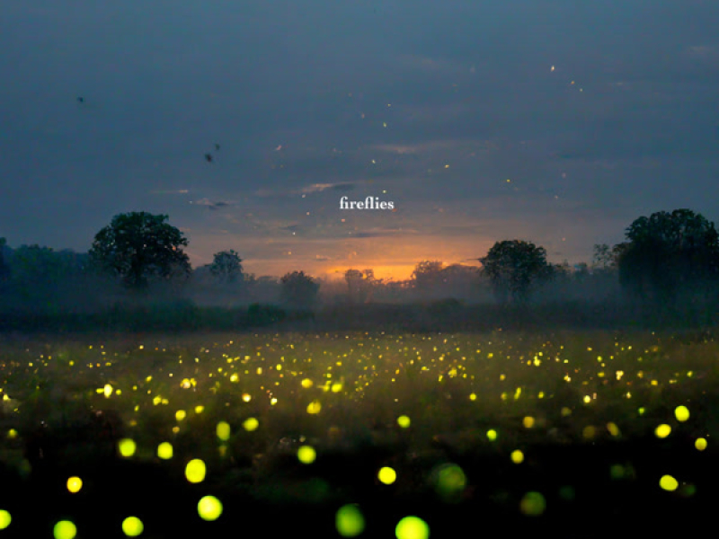 fireflies (Single)