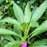 Badai cinta (Single)