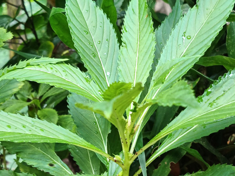 Badai cinta (Single)