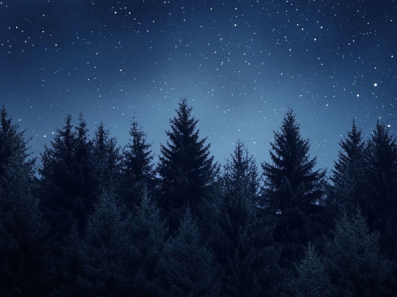 lost in the evergreens (Single)