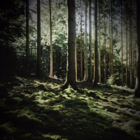 Light Rain and Footsteps in Forest Sounds for Spa and Yoga (Single)