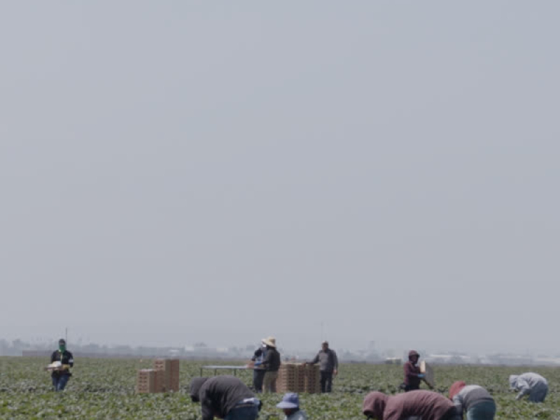 Campo de Fresas (Single)