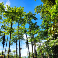 Jang Tunggu Beta Pigi (Single)