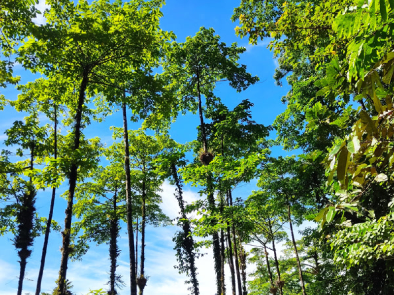 Jang Tunggu Beta Pigi (Single)