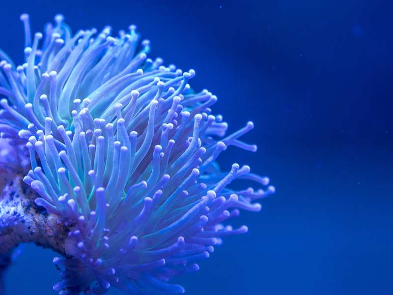 Deciphering Movements (EP)