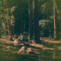 Walking through a think Forest Swamp (Single)