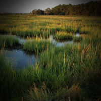 Remove Negative Thoughts and Uplift Mood with Soothing Sounds of Crickets (Single)