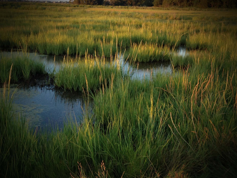 Remove Negative Thoughts and Uplift Mood with Soothing Sounds of Crickets (Single)