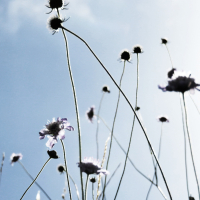 Chamomile Dew (Single)