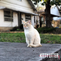 Kitty Litter (Single)