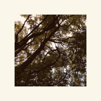 Fall (Single)