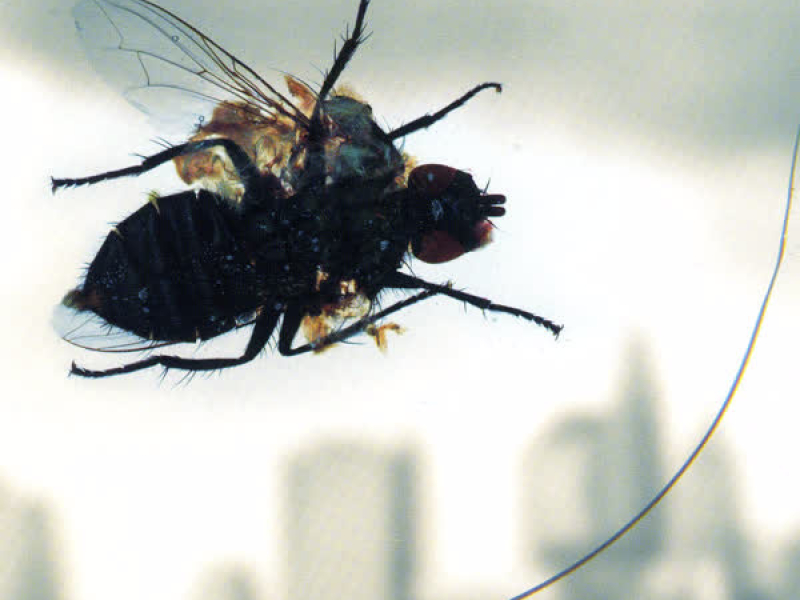 This Isn't Maybe (Single)