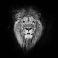 백수의 왕 (feat. Dreamer) (Single)