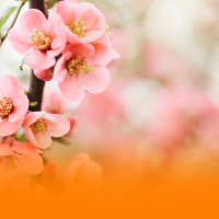 Tranquil Wellness Music With Ambient Sounds And Soothing Piano For Relaxing And Unwinding (Single)