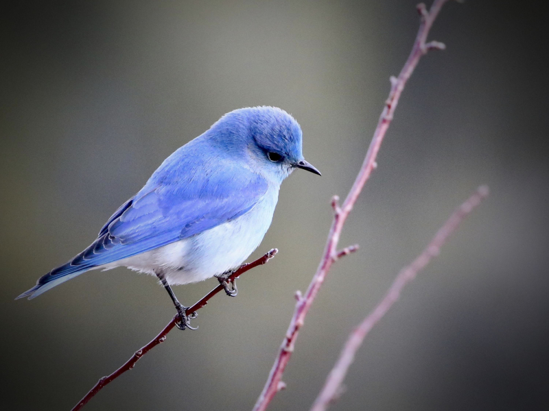 Sound of Birds Singing to Help Relax and Feel Good (Single)