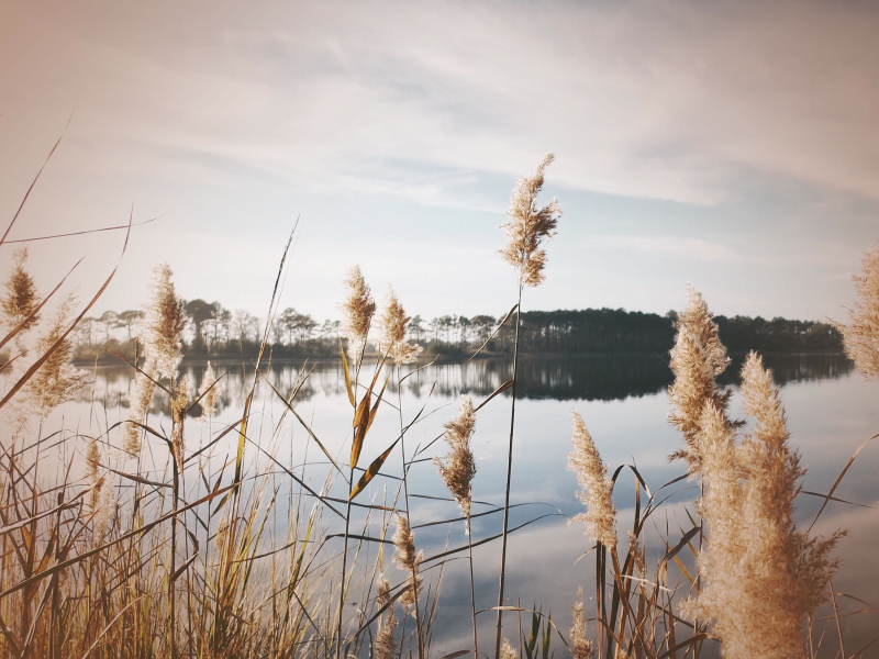 Soothing Sounds of Frogs in a Lake for Better Sleep and Relaxation (Single)