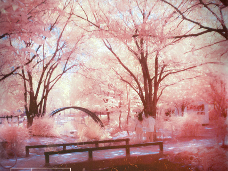 Lily Garden (Single)