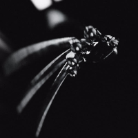 Freddy Krueger (Single)