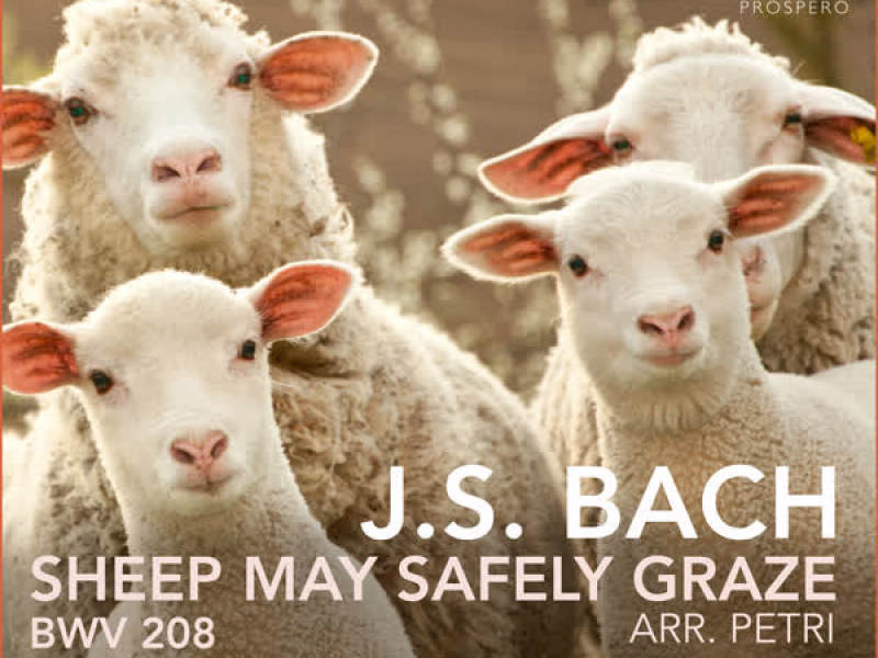 Bach: Cantata, BWV 208: IX. Sheep May Safely Graze (Arr. For Piano by Egon Petri) [Live Recording, Zürich 2012] (Single)