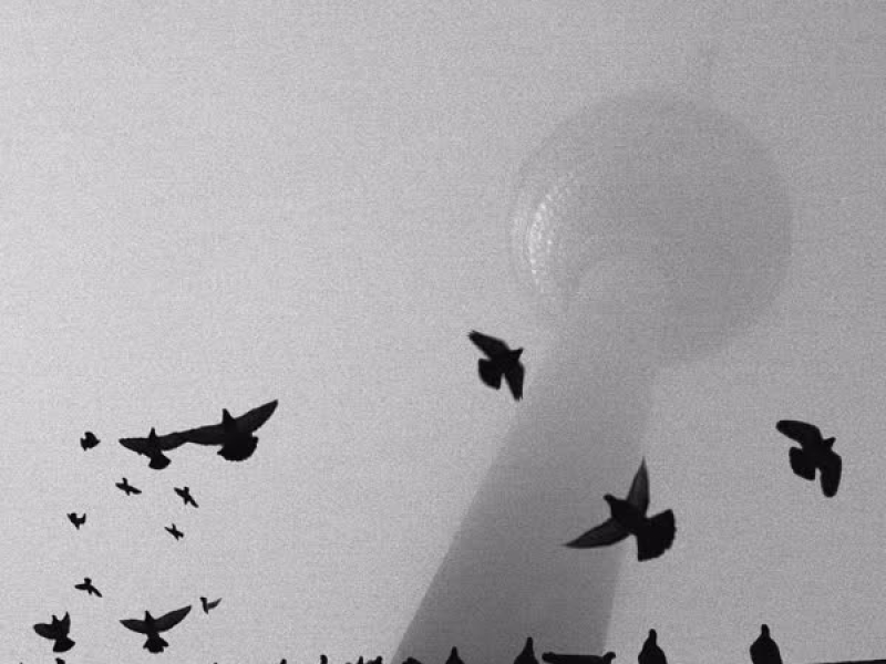 Tauben in der Großstadt (Single)