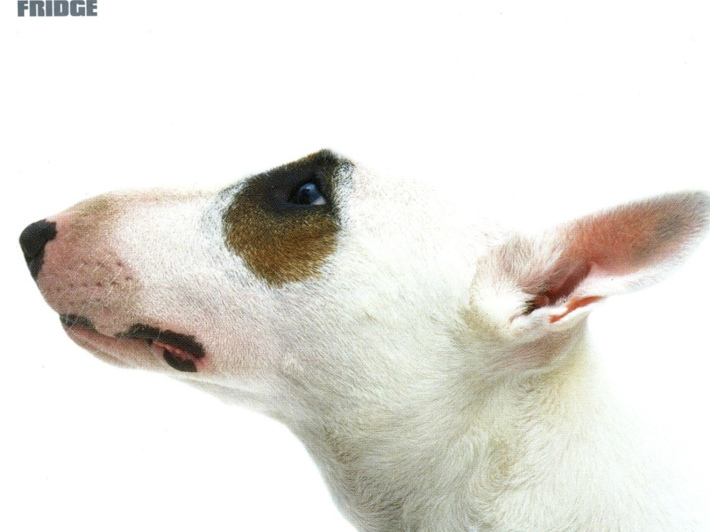 Straight From the Fridge