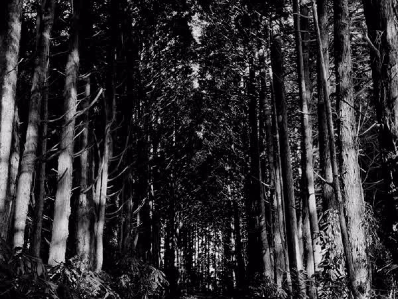 숨바꼭질 (Single)