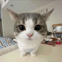 Evil (feat. Gucci Mane & Cam'ron) (Single)