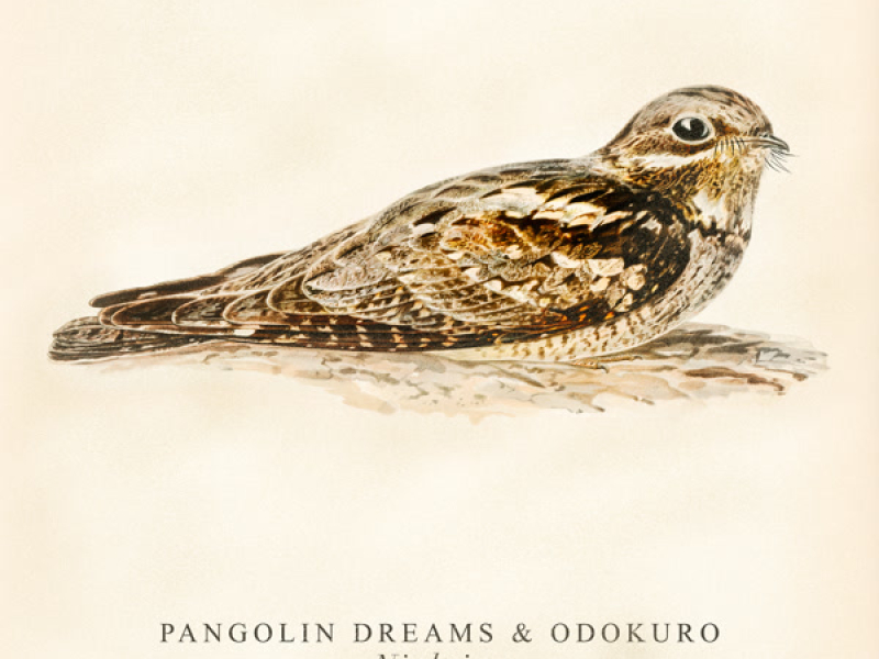 Nightjar (Single)