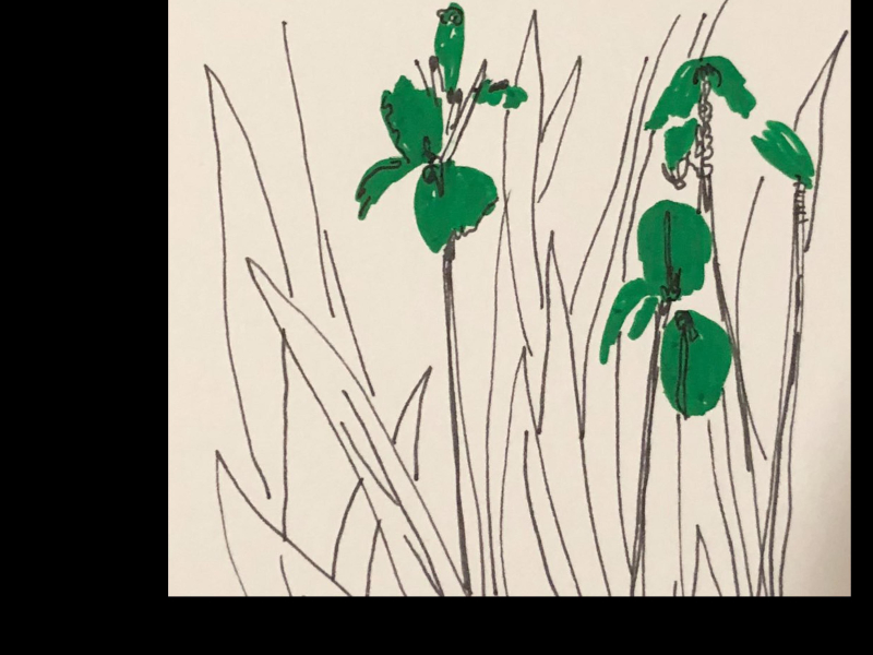 Morning Stroll (Single)