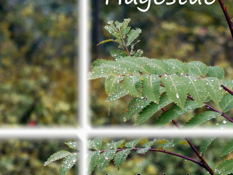 Ser Gjønå Vindu (Single)