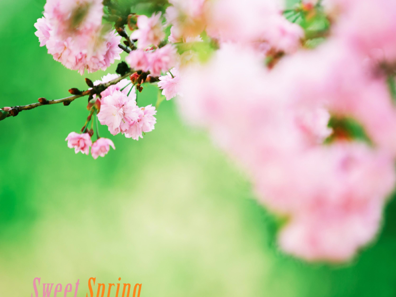 Sweet spring (Single)