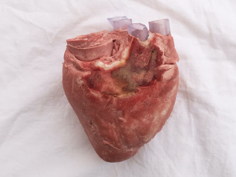 Alle Har Brug For Kærlighed (Single)