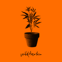 Wild Herb (Single)