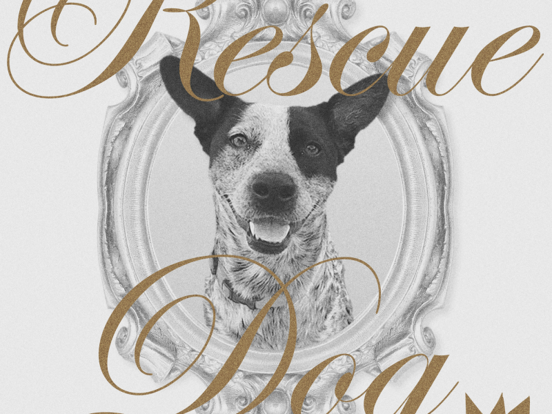 Rescue Dog