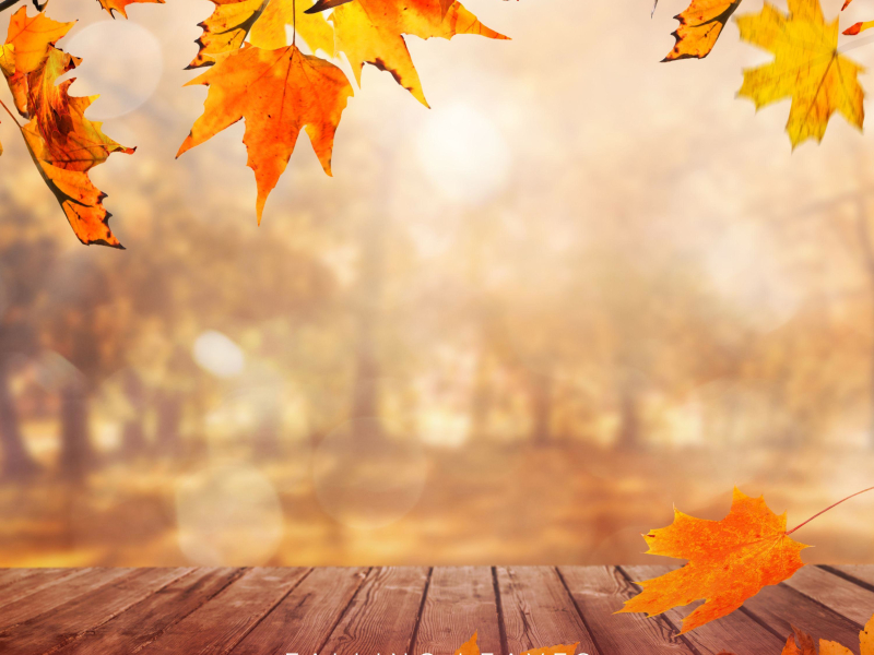 Falling Leaves (Single)