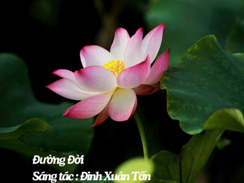 Đường Đời (Single)