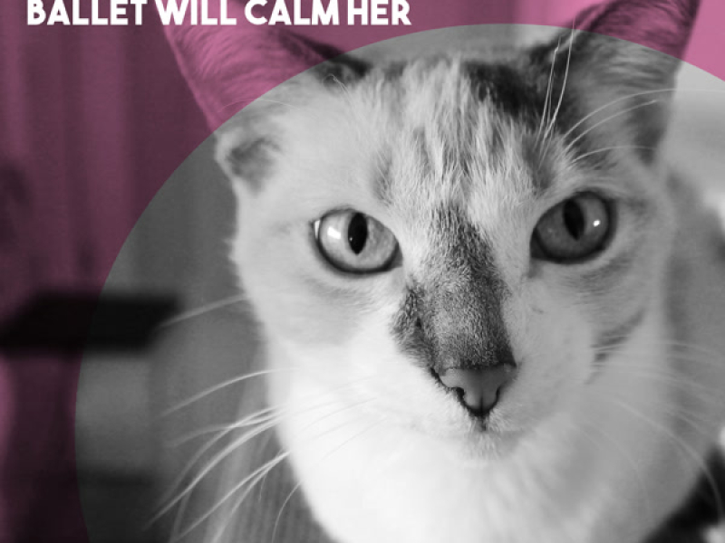 Cat Home Alone?  Ballet Will Calm Her