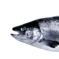 What You Want (Single)