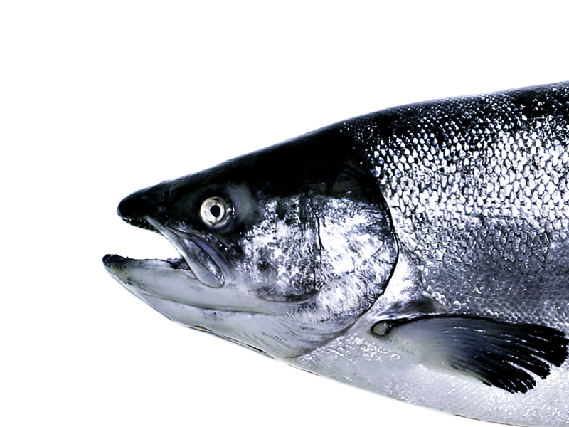 What You Want (Single)