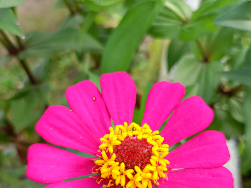 Semangat izaura (Cover) (Single)