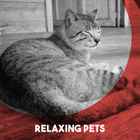 Relaxing Pets