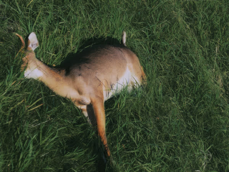 iv. Deer in the Headlights (Single)