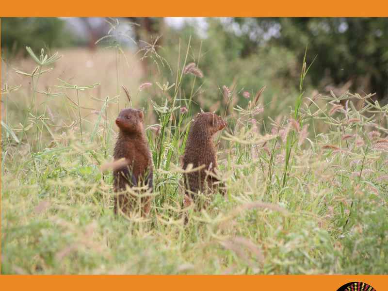 Kiriye Kirio (Single)