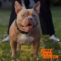 Billy Bad Again (Single)