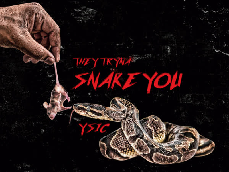 They Trying to Snake You (Single)
