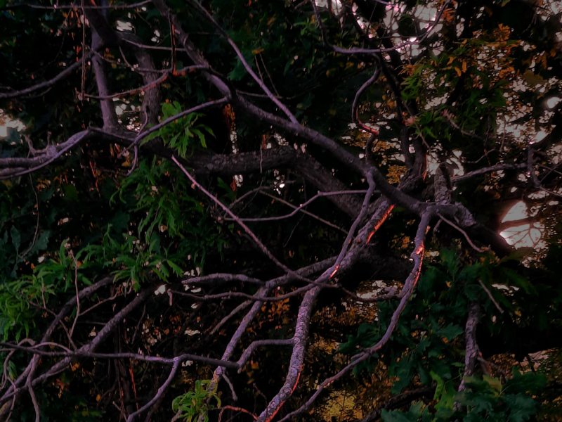 BEHIND THE OAK (Single)