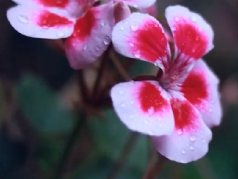 Confesiones en un motel, Pt. 2 (Contando Primaveras) (Single)