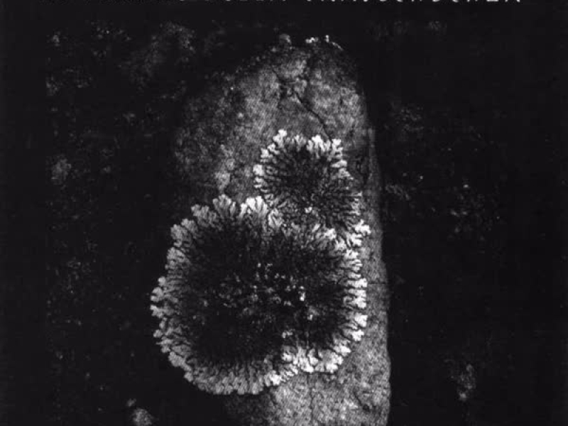 Le Stanze Della Trascendenza